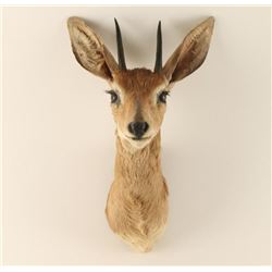DIK-DIK Shoulder mount