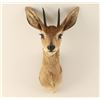 Image 1 : DIK-DIK Shoulder mount