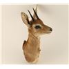 Image 2 : DIK-DIK Shoulder mount