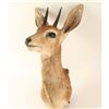 Image 3 : DIK-DIK Shoulder mount