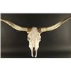 Image 1 : Steer Skull and horns