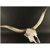 Image 2 : Steer Skull and horns