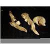 Image 1 : Set/3 Carved Chinaberry Lizzards