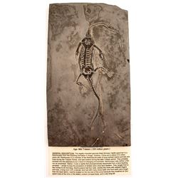 Fossil Triassic Reptile