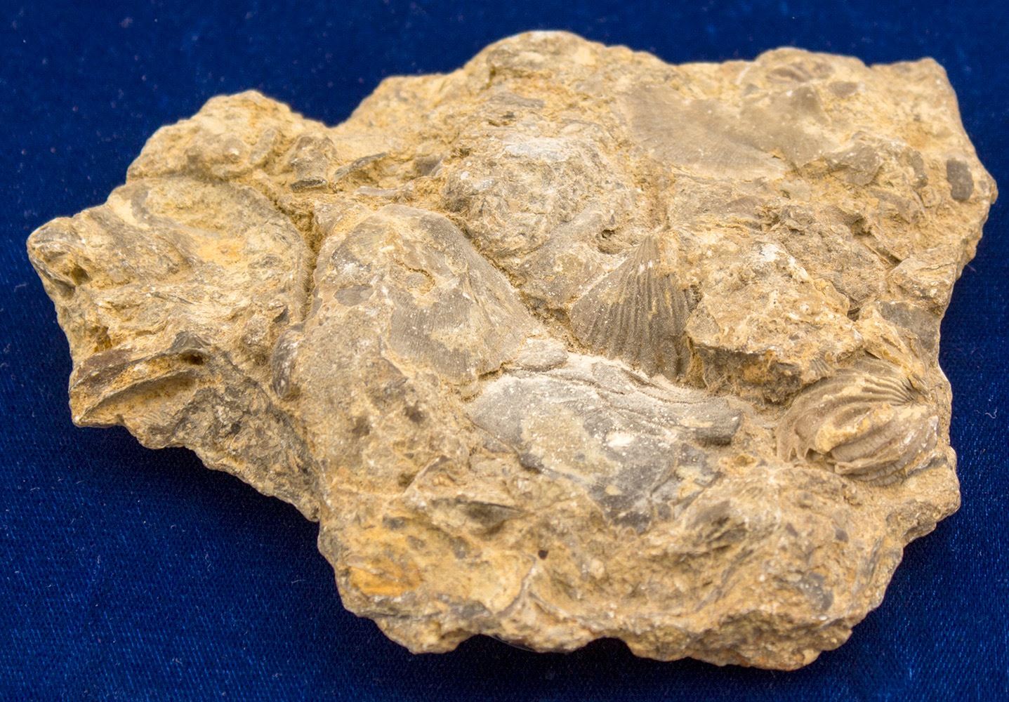 Fossil Rock