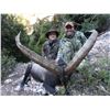 Image 1 : 4-day Spanish Mountain Hunt and Cultural Experience for Two Hunters and Two Observers