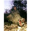Image 2 : 1 1/2-day Florida Wild Boar Hunt for 4 Hunters