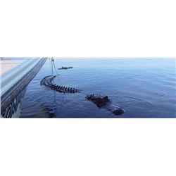 3-day Ocala, Florida Alligator Hunt for 1 Hunter