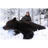 Image 1 : 4-Day Croatia Brown Bear Mountain Hunt for 1 Hunter and 1 Observer