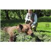 Image 3 : 4-Day Croatia Brown Bear Mountain Hunt for 1 Hunter and 1 Observer