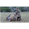 Image 4 : 3-day Texas Exotic Species Hunt for Two Hunters