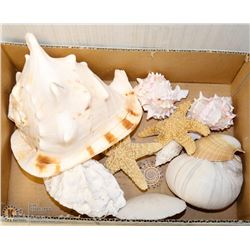 BOX OF SEASHELLS INCL STARFISH AND CONCH.