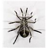 Image 2 : Native American Navajo Silver & Onyx Spider Pin