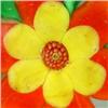 Image 2 : 61: Chinese Orange Flower Paperweight