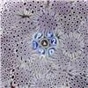 Image 2 : 87: Parabelle 1992 Concentric Paperweight