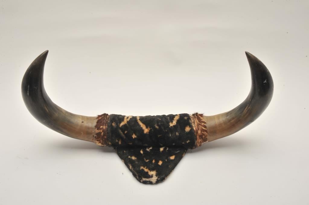 185EMY25 MOUNTED BISON HORNSAntique mounted pair of American bison