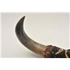 Image 3 : 185EMY-25 MOUNTED BISON HORNSAntique mounted pair of American bison horns  on plaque, approximately 