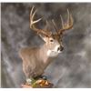 Image 2 : Deer Size Shoulder Mount
