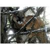 Image 3 : Selkirk Outfitters Mountain Lion Hunt
