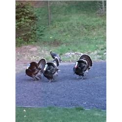 Youth Turkey Hunt w/ Full Body Mount and Box Call