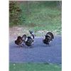 Image 1 : Youth Turkey Hunt w/ Full Body Mount and Box Call