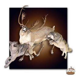 Taxidermy by Dourlain