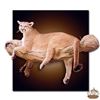 Image 3 : Taxidermy by Dourlain