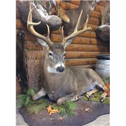 Nature's Pride Taxidermy