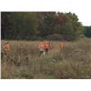 Image 9 : 25 Bird walk-up Pheasant Hunt for 4