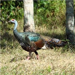 Ocellated Turkey Hunt