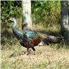 Image 1 : Ocellated Turkey Hunt