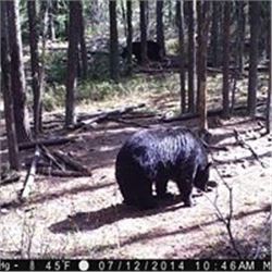 Trophy Black Bear Hunt in Saskatchewan