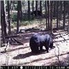 Image 1 : Trophy Black Bear Hunt in Saskatchewan