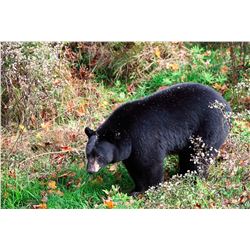 5-Day baited Bear Hunt in the Upper Pennisula of Michigan for 1 Hunter
