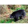 Image 1 : 5-Day baited Bear Hunt in the Upper Pennisula of Michigan for 1 Hunter