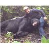 Image 3 : 5-Day baited Bear Hunt in the Upper Pennisula of Michigan for 1 Hunter