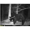 Image 5 : 5-Day baited Bear Hunt in the Upper Pennisula of Michigan for 1 Hunter