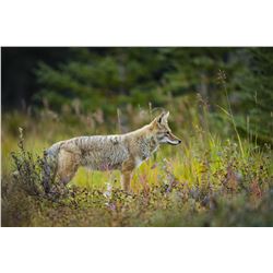 3-day Coyote Hunt with Hounds in the Upper Peninsula of Michigan for 1