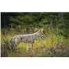 Image 1 : 3-day Coyote Hunt with Hounds in the Upper Peninsula of Michigan for 1