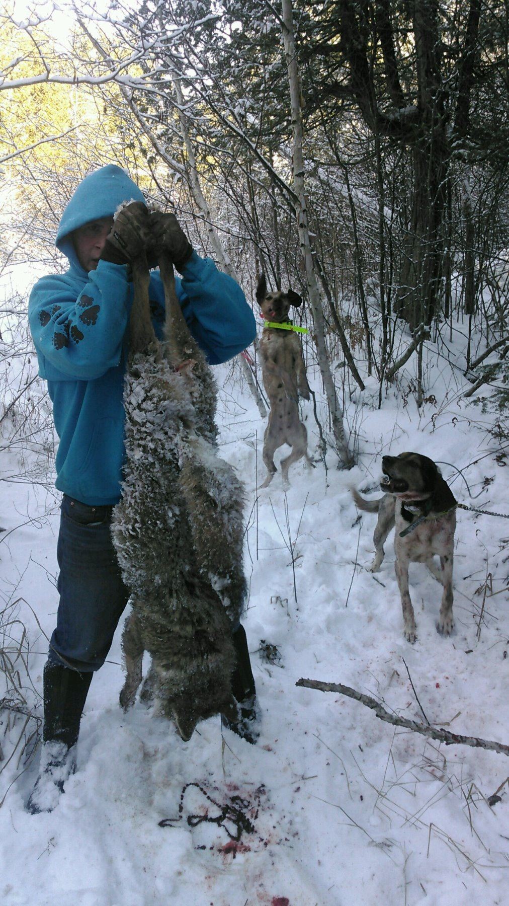 3day Coyote Hunt with Hounds in the Upper Peninsula of Michigan for 1