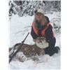 Image 2 : Montana Mountain Lion Hunt