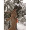 Image 4 : Montana Mountain Lion Hunt