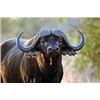Image 2 : Cape Buffalo Hunt in SA