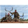 Image 2 : Trophy Mule Deer Hunt in Mexico