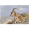 Image 1 : 6 Day (3 days per hunter) Ibex hunt for 2 Hunters with Spain Hunting Ibex – Includes 2 Ibex