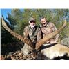 Image 5 : 6 Day (3 days per hunter) Ibex hunt for 2 Hunters with Spain Hunting Ibex – Includes 2 Ibex