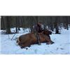 Image 5 : 3 Day Premium Guided Cow Elk Hunt on Vermejo Park Ranch