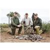 Image 4 : 4 Day/4 Night Argentina Dove Hunt for 4 Hunters with Pointer Wingshooting