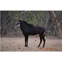 7 Day Unforgettable South African Safari for 4 Hunters with Provier Safaris.  Included is 1 Blesbuck