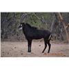 Image 1 : 7 Day Unforgettable South African Safari for 4 Hunters with Provier Safaris.  Included is 1 Blesbuck
